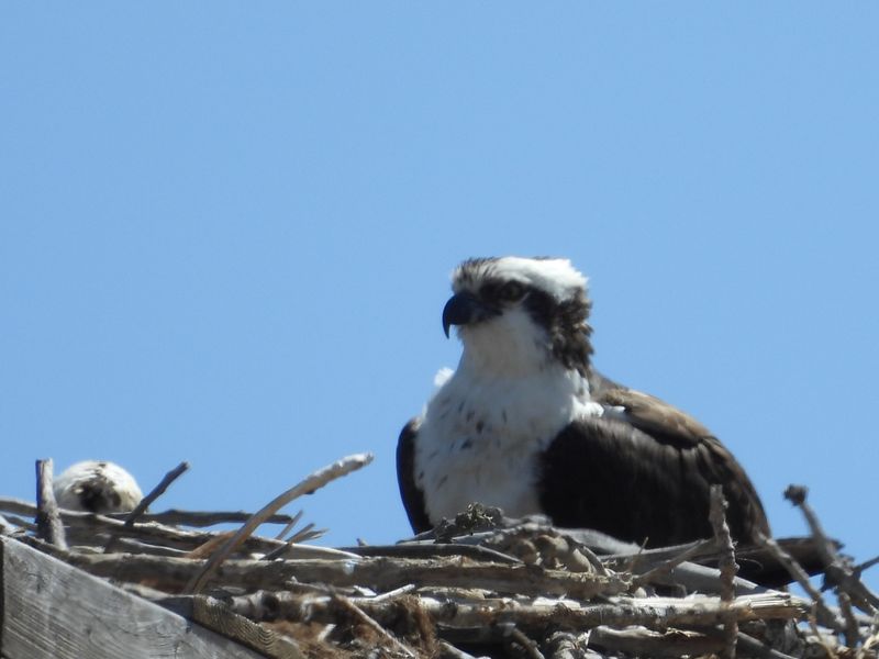 HAWKS