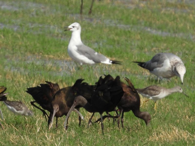 GULLS, TERNS