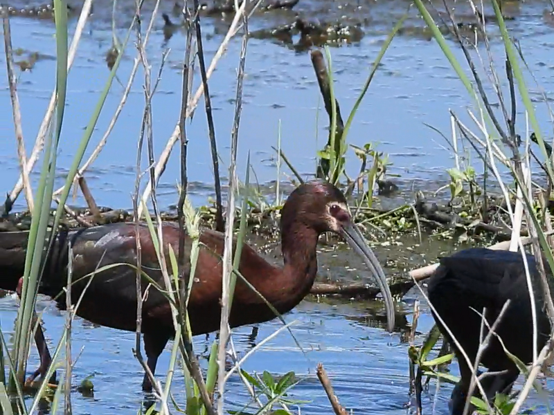 WADERS and PELICANS
