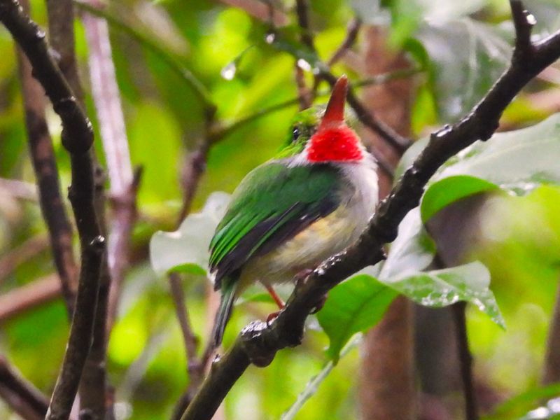 KINGFISHERS and Allies