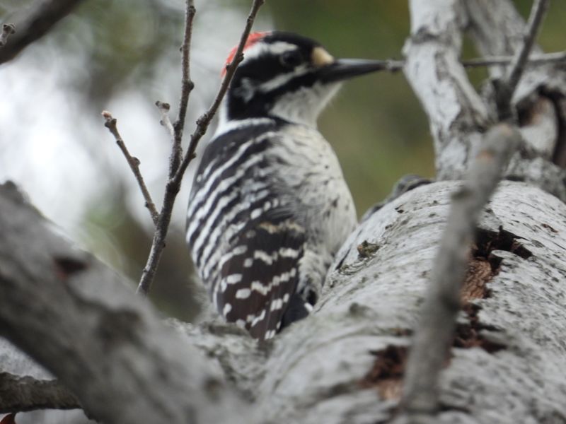 WOODPECKERS