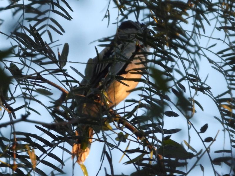NEW WORLD FLYCATCHERS