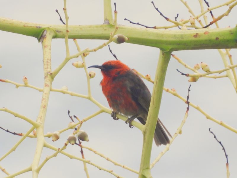 MYZOMELAS and HONEYEATERS