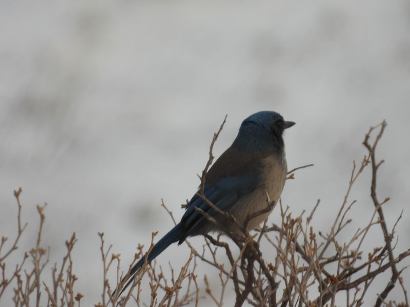 SHRIKES and CROWS