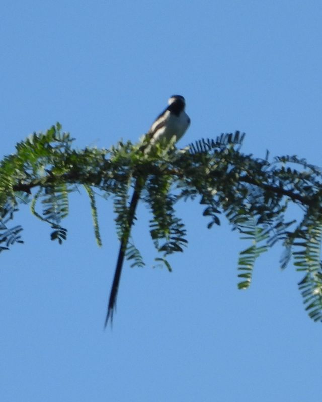 PIN-TAILED WYDAH