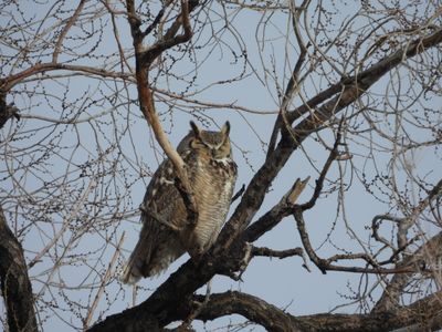 GREAT HORNED OWL