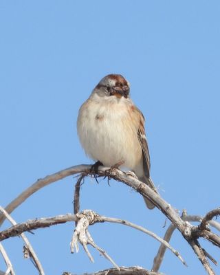 American Tree Sparrow