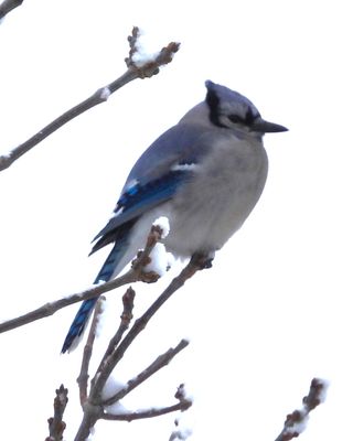 BLUE JAY