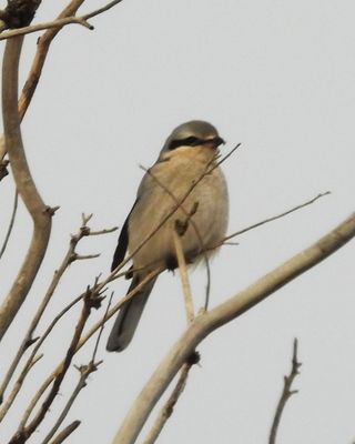 NORTHERN SHRIKE