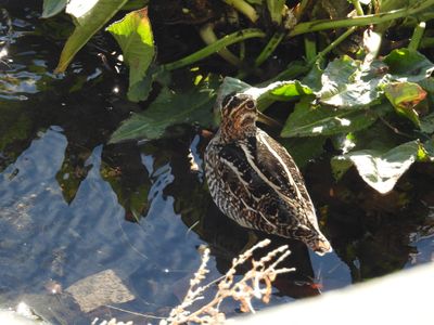 WILSON'S SNIPE
