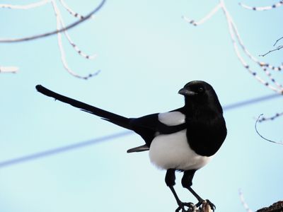 BLACK-BILLED MAGPIE