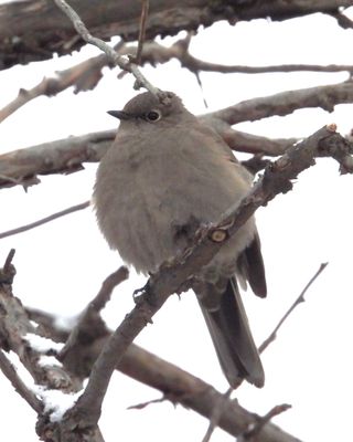 TOWNSENDS SOLITAIRE
