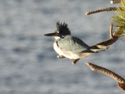 BELTED KINGFISHER