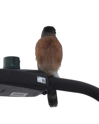 Cooper's Hawk