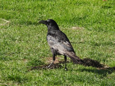 American Crow