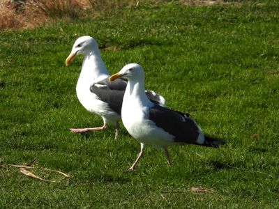 WESTERN GULL