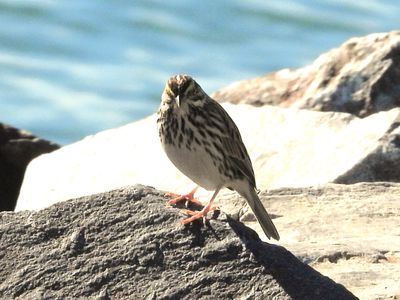 SAVANNAH SPARROW (Belding's)
