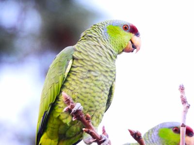 LILAC-CROWNED PARROT