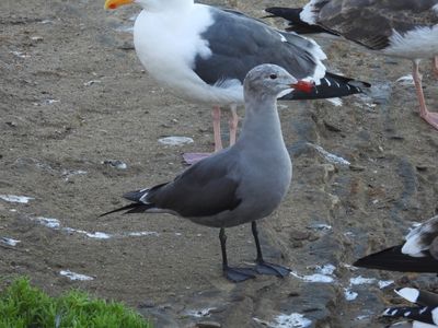 HEERMANN'S GULL
