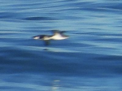 SCRIPP'S MURRELET