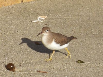 SPOTTED SANDPIPER