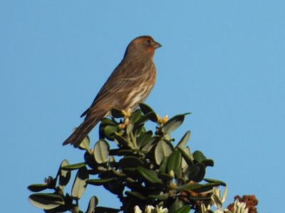 House Finch