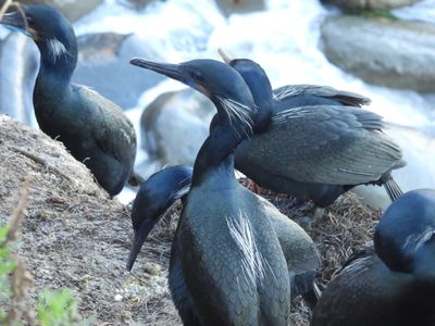 BRANDT'S CORMORANT