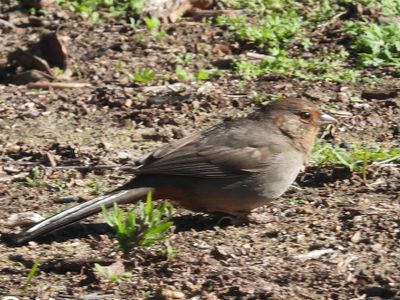 CALIFORNIA TOWHEE