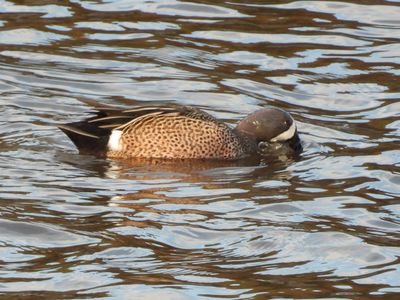 BLUE-WINGED TEAL