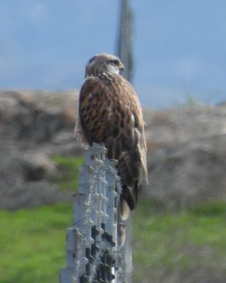 Ferruginous Hawk