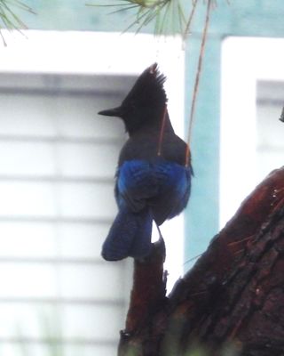 STELLER'S JAY