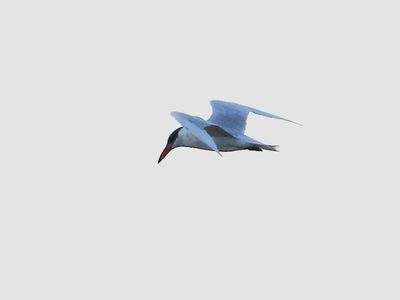 g13/83/612483/3/175049274.756caa75.JPEG