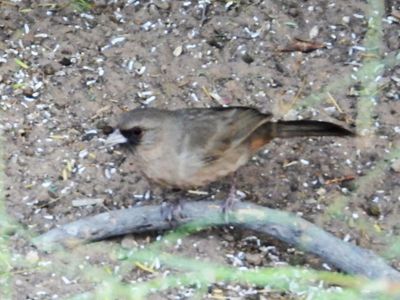 ABERT'S TOWHEE