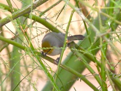 Verdin