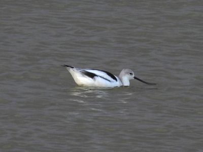 AMERICAN AVOCET (basic)