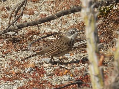 SAGEBRUSH SPARROW