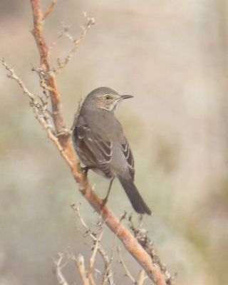 Sage Thrasher