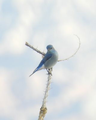 MOUNTAIN BLUEBIRD