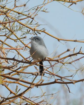 BLACK-TAILED GNATCATCHER