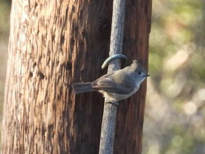 Oak Titmouse
