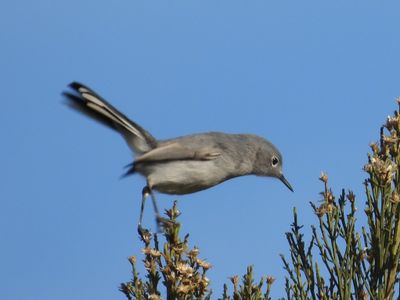BLUE-GRAY GNATCATCHER
