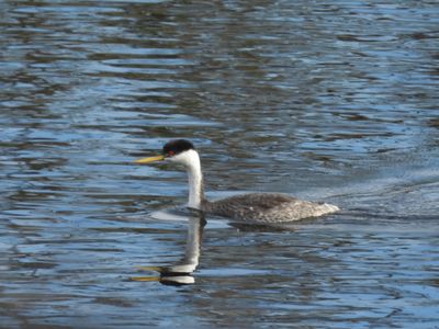 WESTERN GREBE