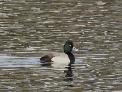 LESSER SCAUP