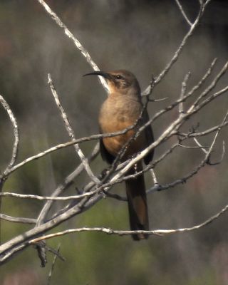 CALIFORNIA THRASHER