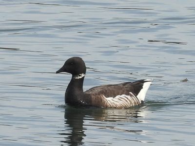 BRANT