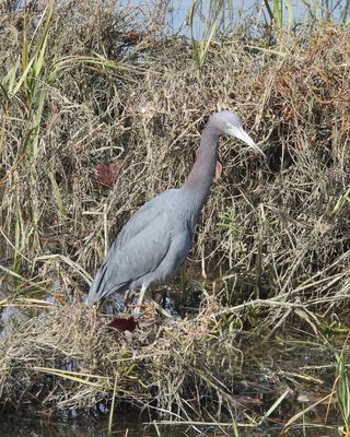 LITTLE BLUE HERON