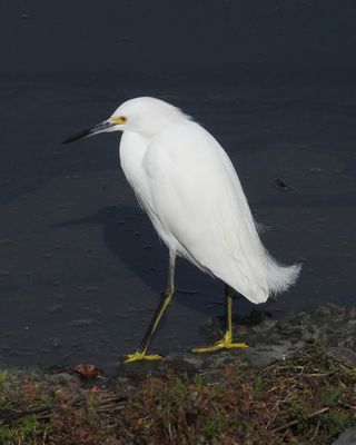 SNOWY EGRET