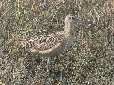 LONG-BILLED CURLEW