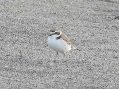 SNOWY PLOVER