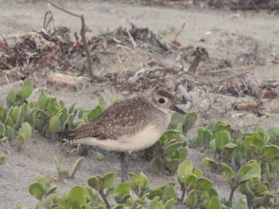 BLACK-BELLIED PLOVER